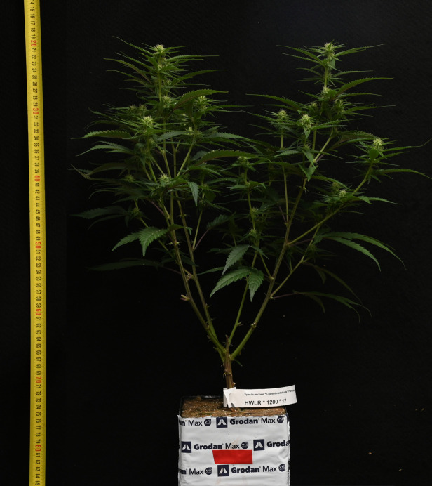 Representative image of Cannabis sativa after pruning 10 days after start of the short-day phase, 24 days after transplanting.