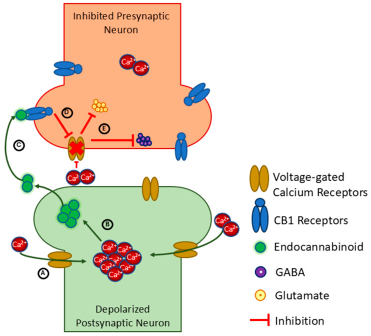 Mechanism of endocannabinoid retrograde signaling and depolarization-induced suppression of inhibition and excitation (DSI and DSE, respectively) in a neuronal synapse. (A) Depolarization of the postsynaptic neuron induces calcium ions to enter via voltage-gated channels, increasing the calcium concentration. (B) High calcium concentration forces endocannabinoids to enter the intersynaptic space. (C) Endocannabinoids bind to CB1 receptors and activate them. (D) CB1 activation blocks the calcium channels from opening to calcium ions. (E) Membrane potential is not high enough to induce the release of neurotransmitters, hence delaying the GABA-induced inhibition and glutamate-induced excitation.