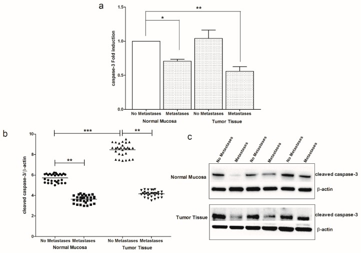 (a) Caspase-3 gene expression levels in intestinal tissue of no metastases (n = 29 patients) and with metastases patients (n = 30 patients) detected in both normal mucosa and tumor tissue. Data, expressed as mean value ± SD, are presented as fold induction compared to normal mucosa of patients without metastases. (b) Dot plots graph of cleaved caspase-3 protein values detected in our patients groups. *p < 0.05, **p < 0.02, ***p < 0.001 indicate statistically significant differences (one-way analysis of variance with Dunnett’s and Tukey’s multiple comparison test, where appropriate). (c) Representative Western blot bands of cleaved caspase-3 and β-actin proteins.