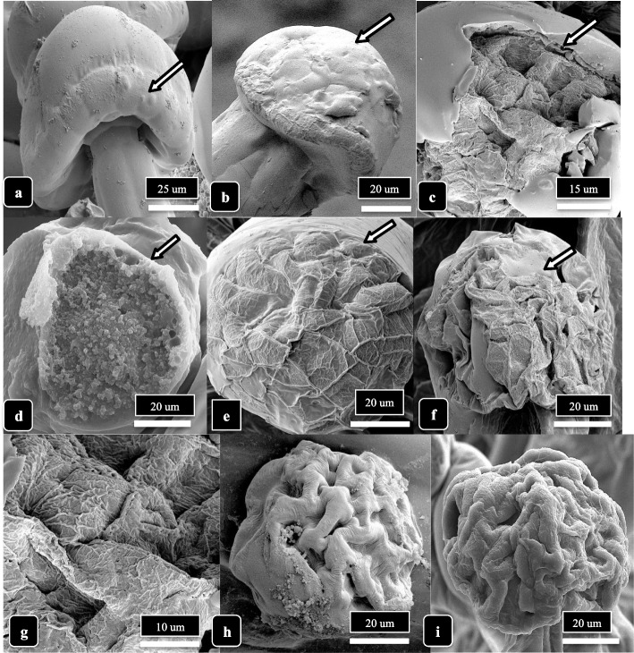 The process of trichome head senescence is shown. a Fully developed head with intact cuticle. No secretion of resin or shrinkage of the cuticle has occurred. Arrow points to the ring of secretory disc cells. b Shrinking of the cuticle and shriveling of the head has occurred, likely due to resin secretion. c, d Rupture of the cuticle (arrow) shows the dense granular appearance that is the resinous material underneath. e–f Shrinkage and collapse of the cuticle on mature glandular heads. The secretion of resin causes an aggregation of underlying resinous material and the surface of the head appears convoluted and wrinkled (arrows). g Close-up of dried resinous material. h, i Dried convoluted appearance of glandular heads that are completely senescent