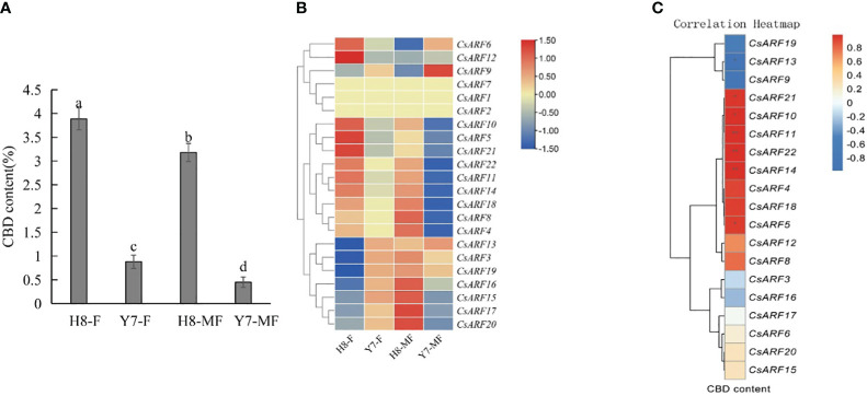 Correlation analysis between the expression level of CsARF genes and CBD content in male and female flower tissues of two cultivars ‘H8’ and ‘Y7’. (A): Determination of CBD content in female and male flowers in two cannabis cultivars; (B): Heat map of the expression levels of 22 CsARFs in female and male flowers in two cannabis cultivars, ‘H8’ and ‘Y7’. Red and blue indicate high and low transcript abundances, respectively. (C). Correlation heatmap between gene expression of CsARF gene and CBD content in female flower and male flower of ‘H8’ and ‘Y7’ based on the Pearson’s correlation coefficient. Three independent samples were used for expression analysis. H8-F, female flower of ‘H8’; H8-MF, male flower of ‘H8’; Y7-F, female flower of ‘Y7’; Y7-MF, male flower of ‘Y7’. CBD is cannabidiol. Significant differences were determined using one-way ANOVA, Different letters indicate significant difference at P < 0.05. *P<0.05; **P<0.05.