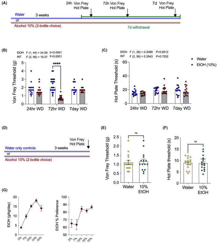 Alcohol withdrawal produces transient mechanical but not thermal hypersensitivity. (A) Schematic of 21‐day 2BC EtOH drinking paradigm and behavioral testing at withdrawal time points. (B) Mechanical hypersensitivity is seen only at the 72 h EtOH withdrawal time point, with reduced Von Frey threshold compared with water drinking controls. (C) No effects on thermal sensitivity were observed at any withdrawal time point measured using the hot plate test. (D) Schematic of behavioral testing during drinking 10% EtOH or water‐only. No effect on (E) Von Frey or (F) Hot plate threshold was observed during alcohol drinking. (G) Weekly EtOH intake and preference of alcohol‐drinking mice for graphs B and C. F‐scores on graphs represent main effects or interactions from two‐way ANOVAs. ****p < 0.0001 via post hoc Holm–Sidak pairwise comparisons, NS; not significant. Data presented as individual female mice and Mean ± SEM, with number of subjects per group as follows: Graphs B/C/G water‐only n = 15–23, EtOH drinking n = 15–23; graphs E/F water‐only n = 16, EtOH drinking n = 15.