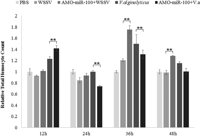 Effects of AMO-miR-100 interference on shrimp total hemocyte count.Shrimps were separated into different treatment group as in Fig. 4. PBS was use as a control. The total hemocyte count (THC) of PBS was used as an index as 1, each column represents the relative value compared to PBS. Each treatment contained at least three shrimps, and was counted for at least three times.