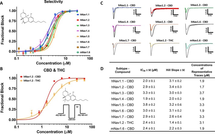 CBD and THC inhibit Nav currents. A, the IC50 curves of CBD block on hNav1.1–1.7 and mNav1.6. The chemical structure of CBD is shown in the top left corner. B, THC IC50 of hNav1.2 compared with CBD. The pulse protocols used and the chemical structure of THC are shown on the bottom right. Channels were exposed to each compound for 20 min. C, representative current traces at IC50 in each sodium channel. Traces are taken from the concentrations that are closest to IC50. D, table of IC50 and Hill slope fitted parameters (n = 3–15 cells exposed at each concentration; the S.E. values quoted are errors of the fit).