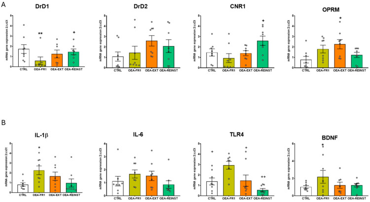 Effects of OEA administration on striatal gene expression of (A) relevant receptors involved in alcohol reinstatement such as: dopamine receptor DrD1, Drd2, cannabinoid receptor 1 (CNR1), mu-type opioid receptor (OPRM) (B) inflammatory genes, including interleukin IL-1β, IL-6, Toll-like receptor 4 (TLR4) and brain-derived neurotrophic factor (BDNF) after alcohol cue-induced reinstatement. According to OEA treatment (10 mg/kg i.p): CTRL (n = 8, control group), OEA-FR1 (n = 8, 10 doses before each alcohol SA session), OEA-EXT (n = 8, 4–6 doses before each extinction session) and OEA-REINST (n = 8, a single dose before the cue-induced reinstatement test). Bar graphs represent * p < 0.05, ** p < 0.01 significant difference with respect to the CTRL group; + p < 0.05, ++ p < 0.01 significant difference with respect to the OEA-FR1 group, according to the one-way ANOVA followed by Bonferroni’s post hoc test.