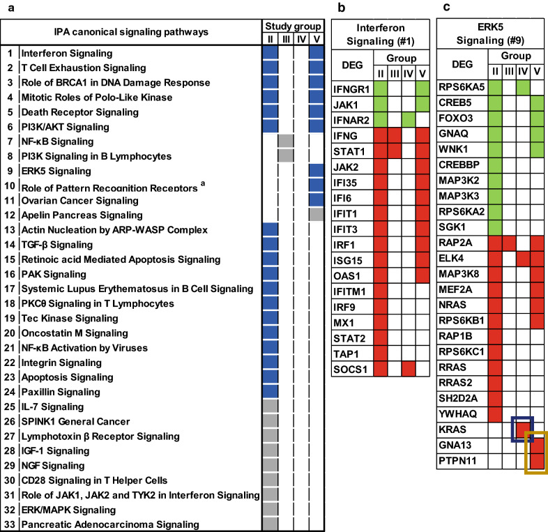 Significantly perturbed pathways in study groups and DEG within Interferon and ERK5 signaling pathways. a Significantly perturbed pathways were based on Ingenuity Pathway Analysis (IPA) using p ≤ 0.001 and Z score ≥ + 1 for activation (blue-filled) or p ≤ 0.001 and Z score ≤ -1 for suppression (grey-filled). VL+, > 50 viral copies per ml plasma; VL−, ≤ 50 viral copies per ml plasma. Study groups: II, VL+ no substance; III—V, VL− with III, no substance; IV, marijuana only; and V, marijuana plus tobacco. a Pathway full name: #10, Role of Pattern Recognition Receptors in Recognition of Bacteria and Viruses. b, c DEG within the Interferon [#1] and the ERK5 [#9] Signaling Pathways (down-regulated, green-filled; up-regulated, red-filled). Boxes: blue, DEG specific for Group IV; brown, DEG specific for Group V