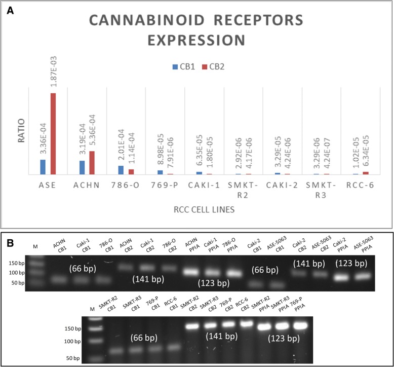mRNA expression of the cannabinoid receptors CB1 and CB2 in different RCC cell lines. a The quantitative data indicate the expression of the CB1 and CB2 receptor genes in RCC cells. ASE-5063 (ASE) cells were used as a control for the CB1 and CB2 receptor genes. b Two agarose gels showing the presence of mRNA expression of CB1 (66 bp), CB2 (141 bp) and PPIA (123 bp) (endogenous control gene) in the RCC cell lines ACHN, Caki-1, 786-O, Caki-2, SMKT-R2, SMKT-R3, 769-P, and RCC-6, as well as in the healthy kidney cell line ASE-5063. M indicates the molecular marker
