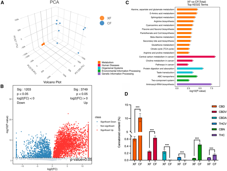 Differentially accumulated metabolites (DAMs) in female and male Cannabis sativa L(A) Principal component analysis (PCA) of metabolites.(B) Volcano plot of DAMs.(C) Histogram of the top 20 most enriched KEGG pathways.(D) Cannabinoid content in female and male C. sativa. “∗∗∗” indicates significant differences at the p < 0.001 levels. Data are represented as mean ± SEM.