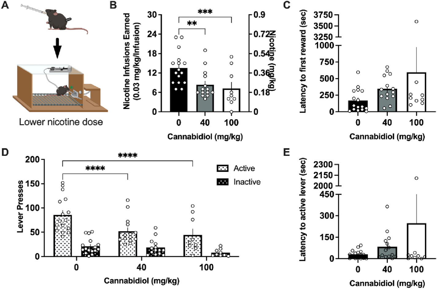 CBD attenuates nicotine intake at a low self-administered nicotine dose.(A) Schematic of the experimental design in which mice received vehicle, 40 mg/kg, or 100 mg/kg cannabidiol (CBD) perioral 45 min prior to an intravenous nicotine self-administration session; image created with Biorender.com. (B) Male and female mice self-administering a lower dose of nicotine significantly reduced the number of infusions earned following treatment with 40 or 100 mg/kg CBD. (C) Mice did not differ in the latency to the first nicotine infusion earned following CBD treatment. (D) CBD treatment decreased active lever pressing behavior at both the 40 and 100 mg/kg CBD doses. No statistical differences were observed in inactive lever pressing behavior across treatments. (E) Mice did not differ following CBD treatment in the latency to the first active lever press. Individual data points shown on graphs for each subject. Bar graphs represent mean ± SEM. **p < 0.01, ***p < 0.001, ****p < 0.0001.
