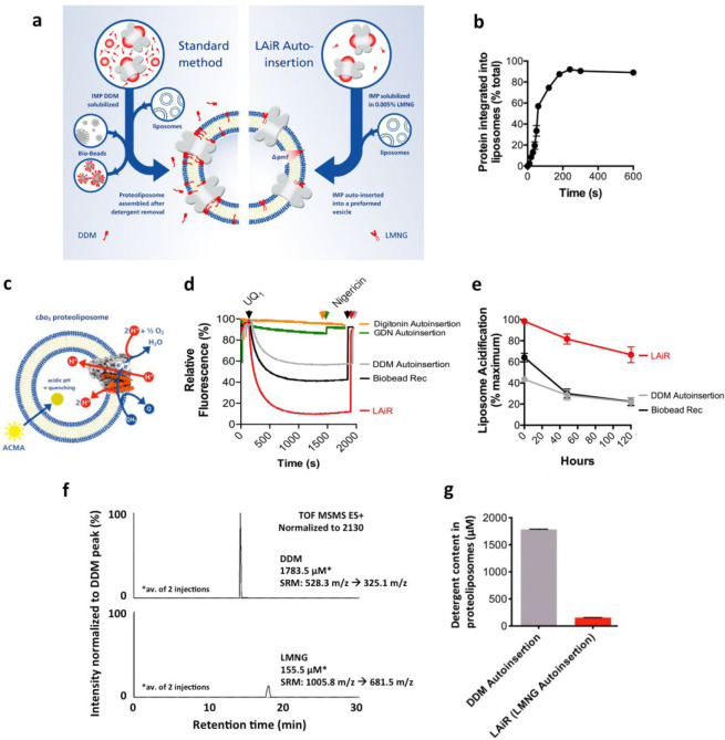 |LMNG Auto-insertion Reintegration (LAiR) results in highly stable proteoliposomes compatible with strong proton gradients. a, Schematic view of the standard reintegration method, where Bio-beads are used to reduce detergent concentration, in comparison with the LAiR method, where the ultralow CMC detergent LMNG is used. b, Time course of reintegrating cbo3 purified using LMNG into E. coli polar lipids liposomes using auto-insertion. c, Scheme of the experimental system used in panel d to assess proton pumping activity by reintegrated cbo3. The reaction was started by addition of soluble ubiquinone-1 (UQ1) that is reduced by addition of dithiothreitol. As protons are pumped into the proteoliposome lumen, the membrane-permeable fluorescent dye ACMA is accumulated inside the vesicles, which causes quenching of its fluorescence. This gradient was collapsed using nigericin to release the protons from the proteoliposome lumen, restoring full ACMA fluorescence. d, Liposome acidification by reintegrated cbo3 monitored by quenching of the ACMA fluorescence. Ubiquinol-1 (UQ1H2) was used to start the reaction. cbo3 proteoliposomes were prepared using either LAiR (red curve), Bio-beads/DDM (black curve), DDM auto-insertion (gray curve), GDN auto-insertion (green curve), or digitonin auto-insertion (orange curve). For the auto-insertion experiments, liposomes were incubated with the cbo3 sample for 30 min e, Cytochrome bo3 proteoliposome lifetime. Proteoliposomes were produced by either LAiR (red line, circles) or DDM auto-insertion (gray line, circles), by the Bio-beads/DDM method (black line, circles), or by rapid dilution reconstitution (gray line, squares). The proteoliposomes were stored on ice at 4 °C over a period of 120 h (5 days). ACMA quenching assays were performed on days 1, 3, and 5 to assess proteoliposome quality versus time. The maximum degree of quenching was calculated and presented relative to the LMNG auto-insertion sample on day 0. f and g, Quantification of detergent remaining after completion of either DDM auto-insertion or LAiR. f, Residual detergent in proteoliposomes was quantified using LC/MS (selected reaction monitoring). The upper panel shows residual detergent from DDM auto-insertion and the lower panel shows residual detergent from LAiR. g, is a graphical comparison. For each experiment 3 biological replicates (b, e), 2 technical replicates (f, g) or representative results (d, f) are shown with average values with error as a standard deviation of the mean.
