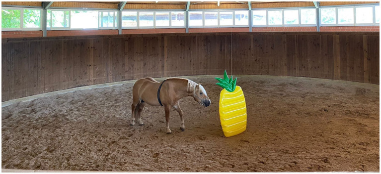 Novel object test. A pool raft (yellow pineapple) was chosen as the unknown object. The horse is wearing an electrode belt with a heart rate sensor around its chest.