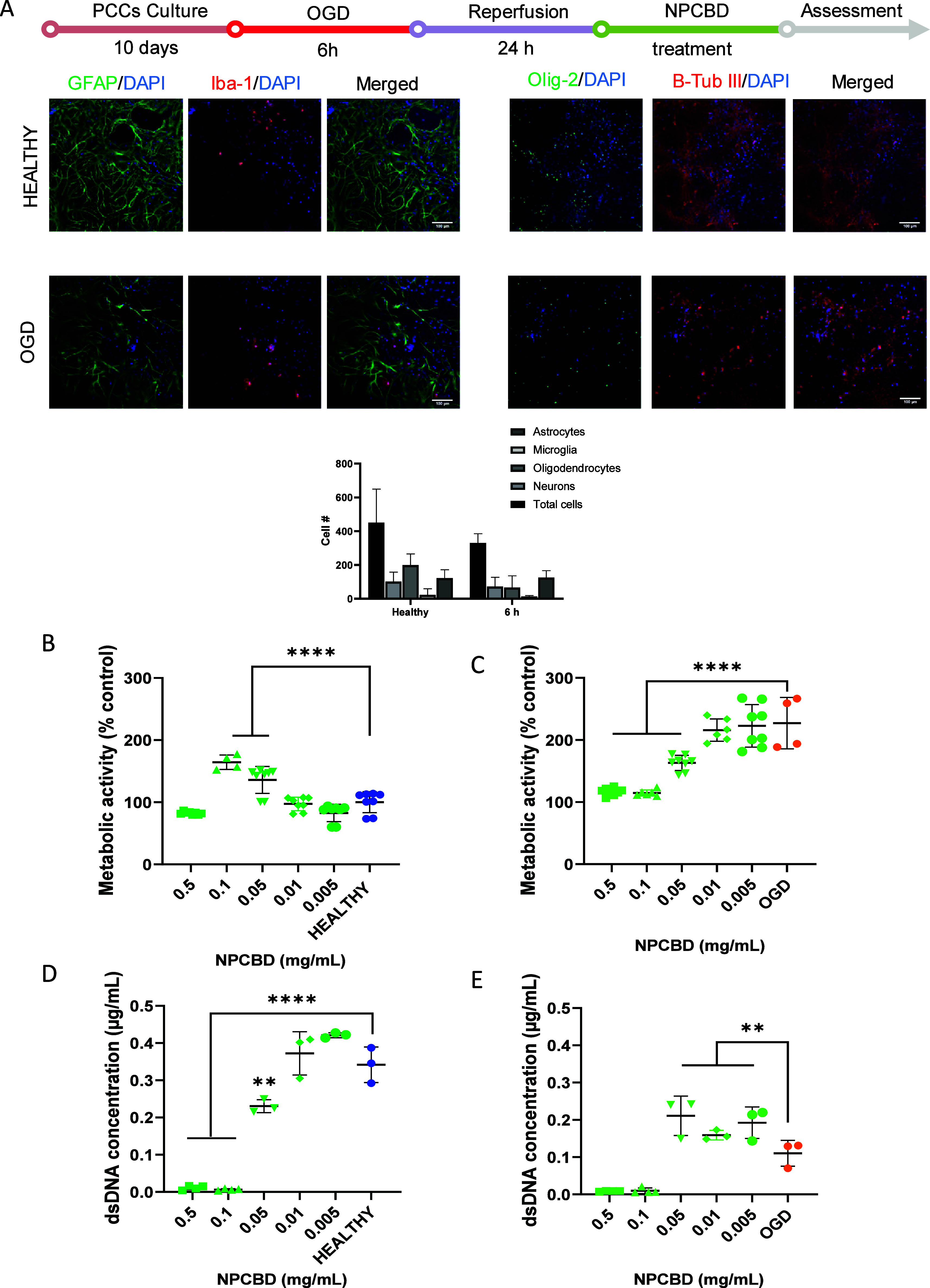 NPCBD restored dsDNA concentration after 6 h OGD and reperfusion model of rat primary cortical cells. (A) Experimental workflow of the PCC OGD in vitro model, immunocytochemistry after the reperfusion step, against the glial fibrillary acidic protein (GFAP) (astrocytes), Iba-1 (microglia), β-III-tubulin (β-Tub III) (neurons), and Olig-2 (oligodendrocytes) and its relative presence in the PCC quantified (data extracted from 5 pictures from 4 independent samples, N = 4). Data presented as the mean ± SD. Scale bar = 100 μm. dsDNA concentration was determined by Picogreen analysis, and metabolic activity of the culture was determined by alamarBlue after 3 days of treatment with NPCBD in healthy conditions (B and D) or after OGD exposure (C and E). Data are represented as mean ± SEM, N ≥ 4 experimental replicates. *p < 0.05, **p < 0.01, ***p < 0.001 vs Healthy or OGD cells. One-way ANOVA followed by Dunnet’s posthoc test.