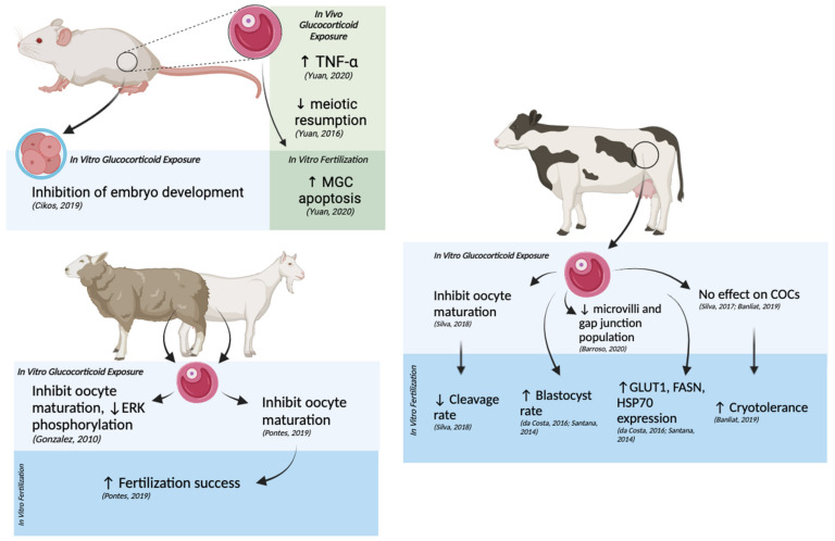 Outcomes of in vivo and in vitro glucocorticoid exposure in oocytes and embryos from mice, lamb, goat, and cow models. Glucocorticoid inhibition of oocyte maturation in vitro is observed in all animal models. Glucocorticoid exposure in mouse embryos inhibited development, while maternal exposure to glucocorticoids caused increased apoptosis in granulosa cells of subsequent embryos. In goats and cows, maternal glucocorticoid exposure increased fertilization success in goats and blastocyst rate in cows, though da Silva et al. (2018) also report a decrease in cleavage rate in cow embryos [12].