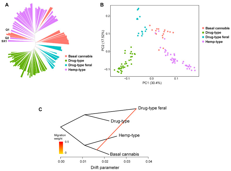 Population structure and gene flow of Cannabis accessions. (A) Neighbor-joining phylogenetic tree based on SNPs. Samples clustered by Cannabis groups. (B) Principal component analysis based on SNPs. Different colors represent different Cannabis groups, and shapes represent variety categories. (C) Gene flow analysis based on SNPs, completed by Treemix; the arrow represents the direction of gene flow. Gene exchange present in the feral drug-type Cannabis group and basal Cannabis group.