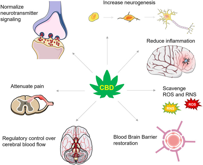 A summary of CBD's actions in TBI. CBD has numerous actions that are proposed to protect against secondary injury and support recovery from TBI. These actions include effects on numerous neurotransmitter systems that increase levels of brain derived neurotrophic factor and enhance neurogenesis, dampen inflammatory signaling cascades, scavenge for reactive oxygen and nitrogen species (ROS and RNS, respectively), restore the integrity of the blood brain barrier, improve control over cerebral blood flow, and attenuate inflammatory and neuropathic pain.