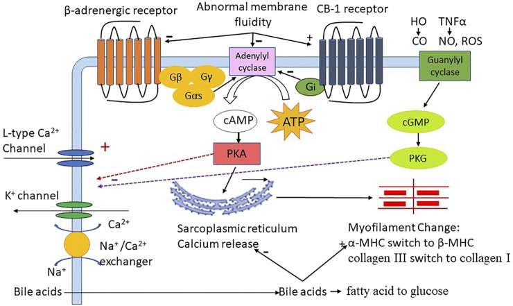 The role of different factors in cirrhotic cardiomyopathy; HO:heme oxygenase; CO:carbon monoxide, TNFα:tumor necrosis factor-alpha; NO:nitric oxide, ROS: reactive oxygen species, Gβ Gγ Gas Gi G-protein subunit; ATP: adenosine triphosphate, cAMP: 3′,5′-cyclic adenosine monophosphate; cGMP: 3′,5′-cyclic guanosine monophosphate, PKA: protein kinase A, PKG: protein kinase G; FAO: fatty acid oxidation; MHC: Myosin heavy chain.