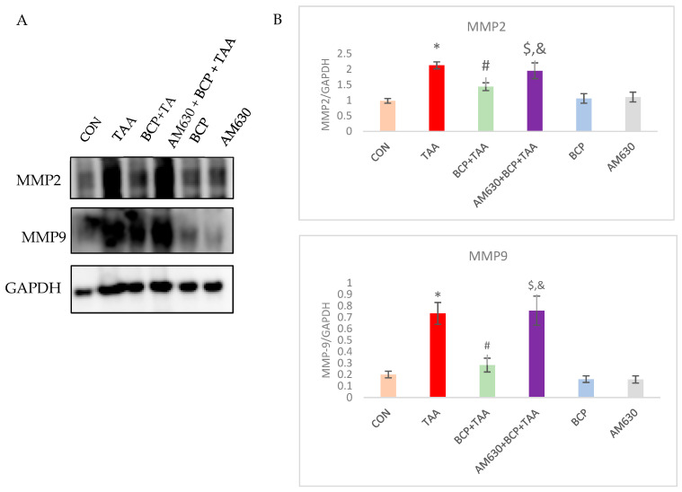 Expression of MMP2 and MMP9 in liver tissue. (A) Western immunoblots of MMP2 and MMP9; (B) the corresponding densitometric quantification. Data is presented as mean ± SEM (n = 3). * p < 0.05 CON vs. TAA, # p < 0.05 TAA vs. BCP + TAA, $ p < 0.05 BCP + TAA vs. AM630 + BCP + TAA, & p > 0.05 (n.s.) AM630 + BCP + TAA vs. TAA (one-way ANOVA followed by DMRT). CON: Control, TAA: Thioacetamide, BCP: β-Caryophyllene, BCP + TAA: β-Caryophyllene + Thioacetamide treatment, AM630 + BCP + TAA: β-Caryophyllene + AM630 + Thioacetamide.
