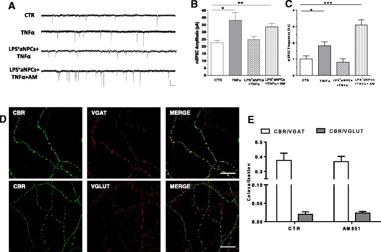 The CB1 antagonist AM251 blocks the rescue of mEPSC changes sustained by LPS+aNPCs in TNFα-treated cultures. a Representative electrophysiological traces of mEPSCs under the different treatment conditions. b, c Group data of average mEPSC amplitude and frequency of untreated (n = 15), TNFα-treated (n = 13), LPS+aNPCs + TNFα (n = 10), and LPS+aNPCs + TNFα + AM 251-treated (n = 9) cells. LPS+aNPC treatment fails to revert TNF effect in the presence of AM 251 (P < 0.05, P < 0.01). d Confocal microscopy images showing expression of CB1 receptor in cultured cortical neurons. Immunofluorescence for CB1 (green), VGAT (red), and Merge in the upper panels and for CB1 (green), VGLUT (red) and Merge in lower panels is shown. Scale bars, 20 μm. e Summary bar graphs showing the colocalization of CB1 and VGAT or VGLUT. All data are expressed as mean ± standard error of the mean. Statistical test: one-way analysis of variance, Dunn’s multiple comparisons test. CB1 type 1 cannabinoid receptor, LPS + aNPC lipopolysaccharide-stimulated adult neural stem cell, mEPSC miniature excitatory post-synaptic current, TNFα tumor necrosis factor alpha
