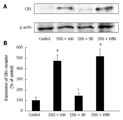 Expression of cannabinoid receptor type 1 by western blot analysis. A: Collection of colonic tissues specimens from C57BL/6 mice in different experimental groups and the western blotting operation were performed as described in the Materials and Methods; B: Representative strips from 4 separate experiments with similar results are presented. Semi-quantitative blot analysis of cannabinoid (CB)1 receptors was carried out by ImageJ software. Data are presented as mean ± SD (n = 4). aP < 0.05 vs control; cP < 0.05 vs dextran sulfate sodium (DSS) + vehicle (Veh).