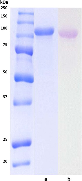 SDS-PAGE a and PAS staining on SDS-PAGE b of BGL-2 from T. amestolkiae