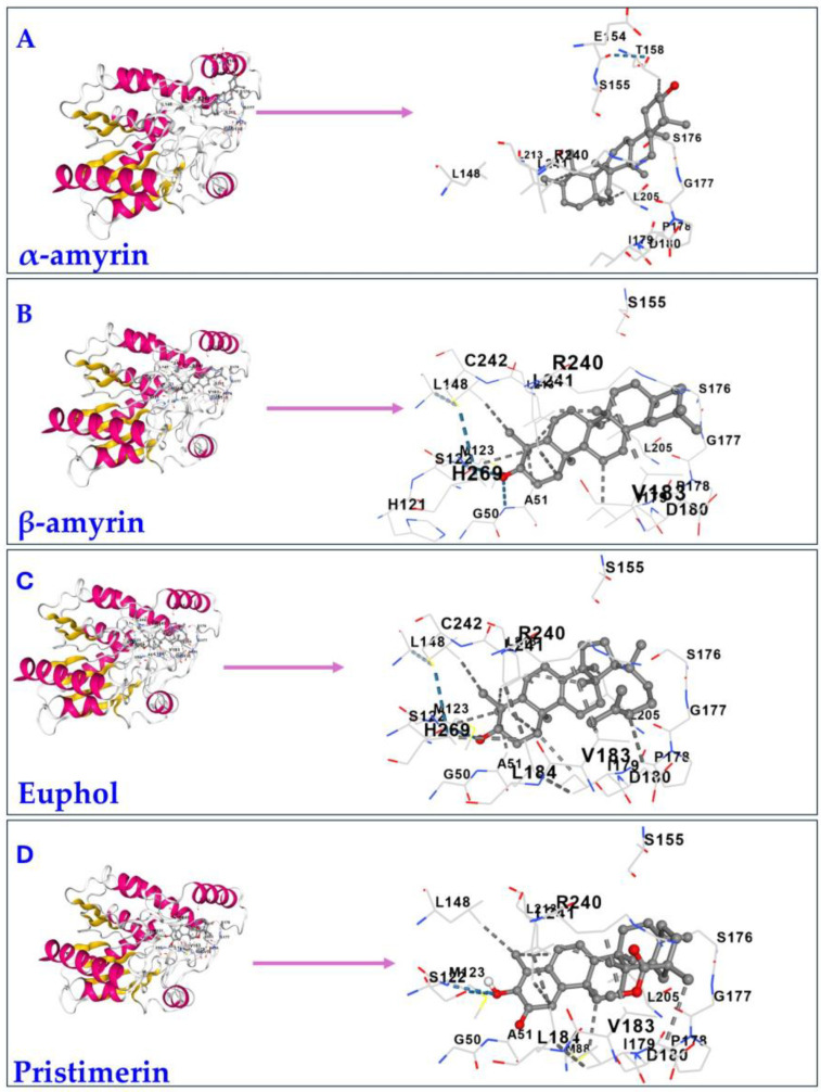 Illustration of the molecular docking of triterpenes to MAGL (5ZUN). α-amyrin, β-amyrin, euphol, and pristimerin interact with the same MAGL cavities. The best potential cavity regions on MAGL were detected by a structure-based approach. The interactive visualization for the 3D structure of MAGL with (A) α-amyrin, (B) β-amyrin, (C) euphol, and (D) pristimerin bound to the cavity. The receptor, MAGL, was coloured by secondary structure. The docking files have been uploaded to Zenodo. https://doi.org/10.5281/zenodo.16890027.