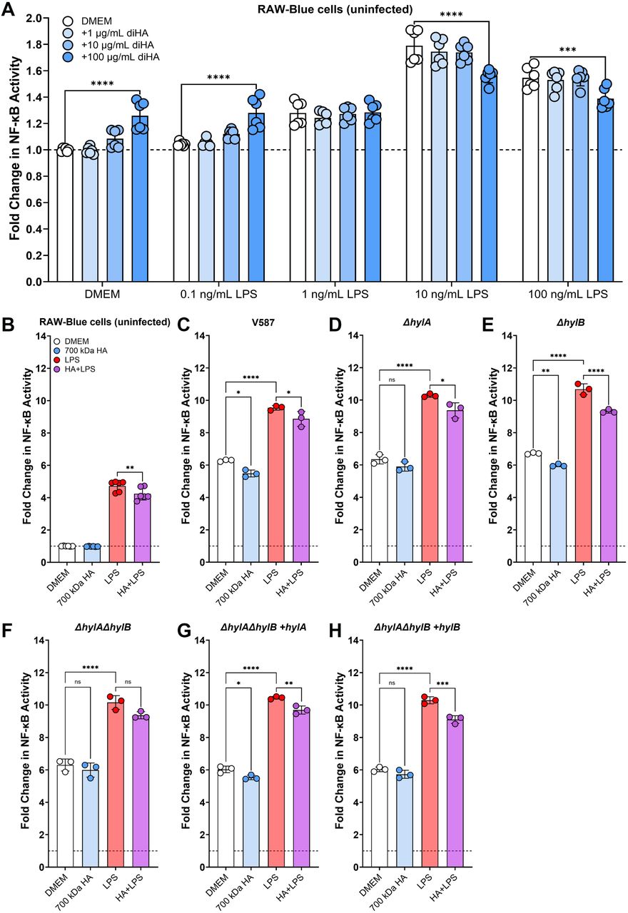 HA degradation reduces LPS-stimulated NF-κB activation.(A) RAW-Blue cells were grown in a 96-well plate in Dulbecco’s Modified Eagle Medium (DMEM) and stimulated with increasing concentrations of LPS with or without HA disaccharides. NF-κB activity was measured by transferring 20 µL of supernatant to 180 µL alkaline phosphatase detection medium, incubating with shaking at 37°, then reading the OD640 nm at 2 hours post incubation. Error bars display mean ± SD from two independent experiments with three replicates each. ****P<0.0001 by two-way ANOVA with Dunnett’s multiple comparison correction. (B-H) RAW-Blue cells were incubated alone or infected for six hours with the indicated E. faecalis strain at an MOI of 10 in DMEM with or without 100 ug/ml of 700 kDa HA and 10 ng/ml LPS. Error bars display mean ± SD from one independent experiments with three replicates and are representative of two independent experiments. *P<0.05, **P<0.01, ***P<0.001,****P<0.0001 by one-way ANOVA with Dunnett’s multiple comparison correction.