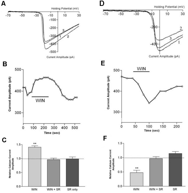 CB1 receptor activation differentially affects ICa in rod vs. cone photoreceptors. (A) ICa–V curves before application of WIN 55,212-2 (WIN, 1), after application (2), and after wash (3). (B) Peak amplitude of the calcium currents from the same cell over time, indicating a robust enhancement followed by gradual recovery. (C) Summary of results with WIN alone, WIN combined with the selective CB1 receptor antagonist SR141716A and SR 141716A alone. (D) ICa–V curves before application of WIN 55,212-2 (1), after application (2), and after wash (3). (E) Peak amplitude of the calcium currents from the same cell over time indicating a robust inhibition followed by gradual recovery. (F) Summary of results with WIN alone, WIN plus the selective CB1 receptor antagonist SR141716A, and SR 141716A alone. **P < 0.01, Student’s t-test. Adapted from Straiker and Sullivan (2003).