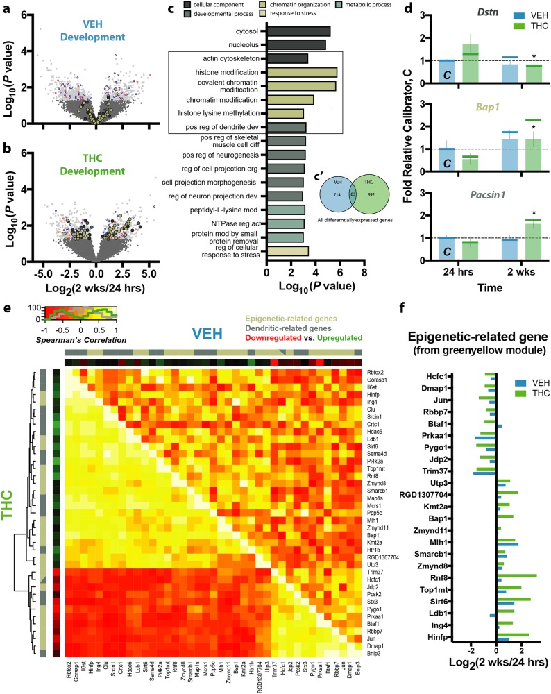 Effect of normal development and THC exposure on transcriptional landscape. a–b Development in vehicle-treated animals a resulted in 797 differentially expressed genes, whereas development in THC-treated animals b resulted in 975. Genes differentially expressed in both contrasts are colored blue (similar direction) or red (opposite direction), whereas other colors correspond to the biological categories shown in c. c Genes differentially expressed by developmental THC, which minimally overlapped with those differentially expressed in VEH-treated animals c’, engaged biological processes related to development, chromatin organization, and metabolism, as well as pathways related to cytosolic and nucleolar components. d Representative genes from these pathways included Dstn (top, actin cytoskeleton), Bap1 (middle, chromatin organization), and Pacsin1 (bottom, developmental processes), whose differential expression were replicated using NanoString (indicated by vertical bars with RNA-seq data shown as vertical lines for comparison). e Epigenetic- and dendritic-related genes within the WGCNA green-yellow module were significantly co-expressed in the THC-treated animals (THC) insomuch that a subset of genes were positively correlated, whereas a majority were anticorrelated. This pattern of coordinated expression was, however, not observed in the vehicle-treated animals (VEH). e Differential expression of the epigenetic-related genes from the WGCNA green-yellow module. *P ≤ 0.05, relative THC at 24 h. Data shown as mean ± SEM