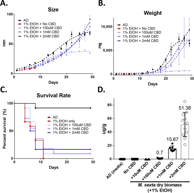 The growth and survival rate of M. sexta larvae reared on AD containing 1% EtOH with different CBD concentrations, ranging from 100 μM to 2 mM CBD. Comparison of size (A), weight (B), and survival rate (C) of larvae are shown. The larval survival rate was analyzed by Mantel-Cox test (n = 11~12, p < 0.05). (D) CBD accumulation in M. sexta larvae (μg of CBD/g of dry weight) when fed on different media. AD; artificial diet as negative control.