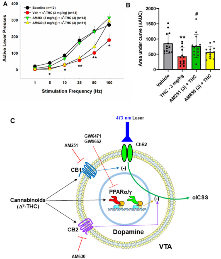 Effects of CB1 and CB2 receptor antagonists on Δ9-THC-induced changes in oICSS in DAT-cre mice. A: The stimulation-rate response curves showing that 3 mg/kg D9-THC Significantly decreased oICSS, which was blocked by AM251 and partially reduced by AM630. B: The DAUC data from the data in (A), illustrating that the reduction in oICSS by D9-THC was blocked by AM251 and partially reduced by AM630. C: A summary diagram showing how D9-THC modulates oICSS and how CB1, CB2 and PPAR antagonists block D9-THC action in oICSS. **p<0.01, ***p<0.001, relative to baseline. #p<0.05, relative to D9-THC group.