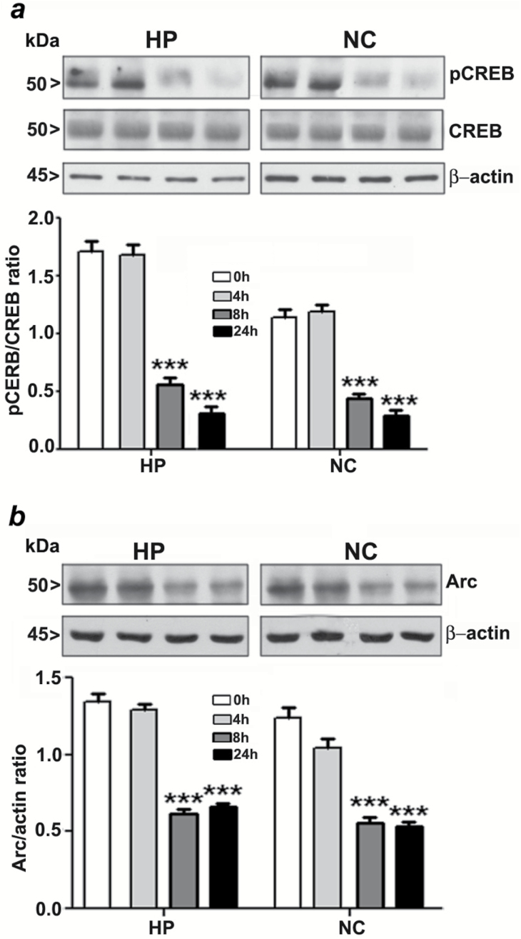 Ethanol inhibits CREB phosphorylation and Arc protein expression in the neonatal brain. (a) A Western blot analysis of pCREB and CREB in hippocampal and cortical nuclear extracts from the saline or ethanol-treated groups (***p < 0.001 vs. 0h). (b) A Western blot analysis of Arc protein levels in hippocampal and neocortical total extracts from the saline- or ethanol-treated groups. β-actin was used as a loading control (n = 10 pups/group; ***p < 0.001 vs. 0h). Statistical analysis was done using one-way ANOVA with Bonferroni’s post hoc tests. Each point is the mean ± SEM. HP, hippocampus; NC, neocortex.