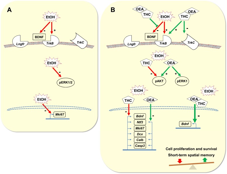Schematic representation that hypothesizes the effects of ethanol (A), THC and/or OEA (B) on neurotrophic signaling pathway via AKT and ERK1/2, and its neurogenic response in the hippocampus.