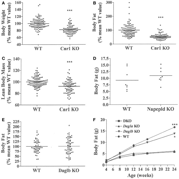 Presence of a lean phenotype in Cnr1 KO mice but not Napepld or Daglb KO mice. Normalized data for (A) body weight, (B) body fat measured by QMR and (C) LBM measured by QMR on 16- to 32-week-old Cnr1 KO mice (N = 80) and their WT littermates (N = 102). (D) Body fat measured by QMR on 8 male Napepld KO mice and 8 male WT littermates at 12 weeks of age. (E) Normalized body fat measured by QMR on 61 Daglb KO mice and 54 WT littermates at 15–16 weeks of age. For (A–E), KO mice different from WT mice, ***P < 0.001. (F) Time course for body fat measured by QMR on female Dagla KO, Daglb KO, Dagla/b DKO, and WT littermates (N = 6–8 mice/group). When analyzed by one-way ANOVA, different from Dagla KO and DKO mice, *P < 0.05, ***P < 0.001. When analyzed by two-way ANOVA, Dagla KO mice different from WT mice, P < 0.001; there was no interaction between Dagla KO and Daglb KO on body fat.