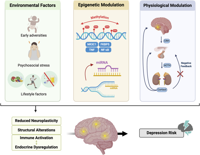 Infographic illustrating how environmental factors, epigenetic modulation, and physiological modulation interact to increase depression risk. It shows early adversities, psychosocial stress, and lifestyle factors influencing brain function through changes in gene expression and disrupted regulation of stress hormones, leading to reduced neuroplasticity, structural brain changes, immune activation, and endocrine dysregulation, ultimately increasing depression risk.