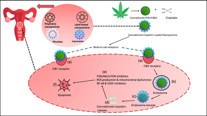 Mechanism of cannabinoid-cisplatin loaded nanoparticle (CCNP) delivery in cervical cancer cells. The figure depicts key stages including targeted delivery, cellular internalisation, endosomal escape, cytoplasmic release, and pathway interactions. The image provides a comprehensive overview of how CCNPs navigate cellular barriers to deliver their therapeutic payload effectively. Figure created by SP Mathibela using FlatIcon.com and PowerPoint Presentation 2021