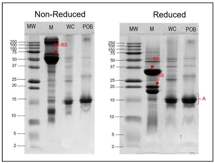 Composition of proteins in hemp seed oil bodies in reducing and non-reducing conditions. MW: molecular weight marker; M: hemp milk; WC: phosphate buffer-washed oil bodies; POB: purified oil bodies washed with urea.
