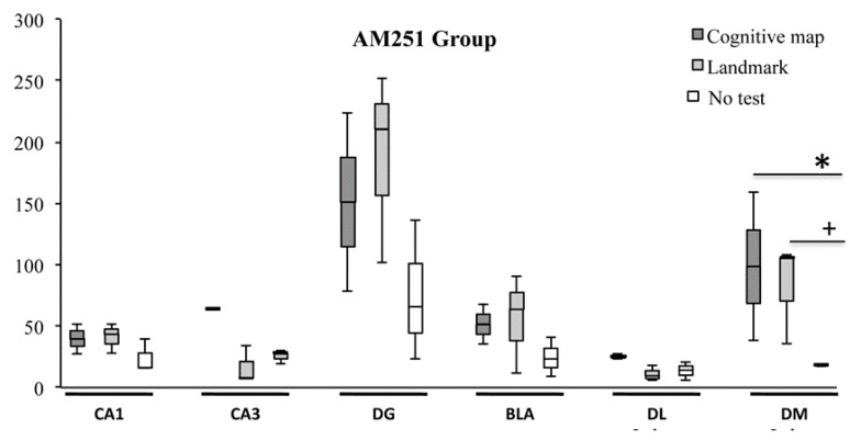 c-Fos activation in hippocampal CA1, CA3 and dentate gyrus (DG), basolateral amygdala (BLA) and dorsolateral (DL) and dorsomedial (DM) striatum exhibited by animals injected with AM251 according to the landmark- or cognitive map-related navigational strategy carried out in CHB and in No test condition. Data were analyzed by Kruskal-Wallis test followed by Mann-Whitney U when appropriate. In DM Striatum, AM251 animals that carried out the cognitive map-related navigational strategy expressed a number of c-Fos+ cells significantly (*, p = 0.05) higher than the not tested AM251 animals, while the AM251 animals that carried out the landmark-related navigational strategy expressed a number of c-Fos+ cells significantly (+, p = 0.05) higher than the not tested AM251 animals.