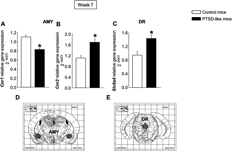 Relative gene expression analyses of cannabinoid receptors 1 (Cnr1) (A) and 2 (Cnr2) (B) in the amygdala (AMY), and serotonin transporter (Slc6a4) in the dorsal raphe nucleus (DR) (C) by real time PCR. Columns represent the mean and vertical lines ± SEM of 2−∆∆C. *, Values from PTSD-like mice that are significantly different from control mice (Student’s t-test, p < 0.001). Mice exposed to the PTSD-like model: N = 8; control mice: N = 8. (D,E) Representative images from Paxinos and Franklin’s mouse brain atlas including the selected coronal sections to microdissect the regions of interest.