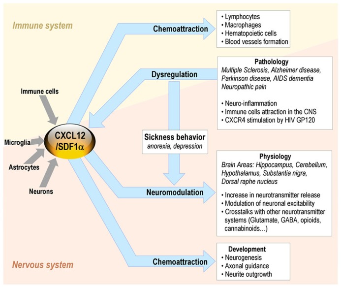 CXCL12 roles in the brain-immune system cross-talk in non-pathological and pathological conditions.