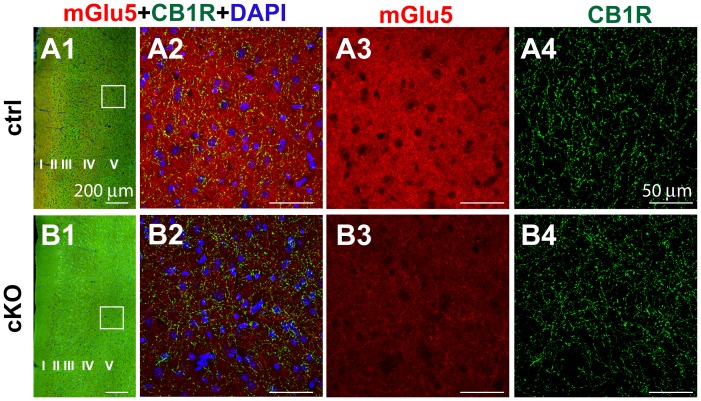 Reduced mGluR5 expression in the layer V of mPFC of Cx-mGluR5 KO mice.Low-magnification images of double immunofluorescence with anti-mGluR5 and anti-CB1 antibodies on mPFC sections of control and Cx-mGluR5 KO mice (A1, B1). A2 and B2 depict merged staining of mGluR5, CB1 and DAPI within the white square from the left panel. The expression of mGluR5 was dramatically reduced in the cortex of Cx-mGlu5 KO mice (B3), while the CB1 expression was similar to littermate controls (A4, B4). (Roman numerals indicated different layers in mPFC. Scale bars in A1, B1∶500 µm; A2, A3, A4, B2, B3, B4∶50 µm.