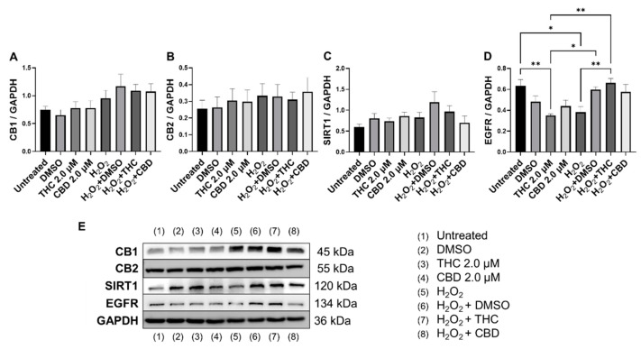 Effects of phytocannabinoids on cannabinoid receptors and metabolic regulators in CCD-1064 human dermal fibroblasts (PDL 24). Relative densitometry was presented as a ratio of the target protein relative to GAPDH for expression of (A) CB1, (B) CB2, (C) SIRT1, and (D) EGFR, (E) representative images blots with each protein detected. Original membranes can be seen in Figures S21–S25. Data were analyzed with an ANOVA test followed by Tukey’s post-hoc multiple comparison test. Bars represent mean ± SEM, n = 3. Significance is indicated using the following scale: * p < 0.05, ** p < 0.01. CBD, cannabidiol; DMSO, dimethyl sulfoxide (vehicle); THC, delta-9-tetrahydrocannabinol.
