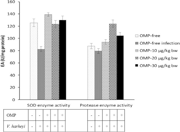 Effects of different dosages of intramuscular administration of OMP andV. harveyiinfections on superoxide dismutase (SOD) and protease activity. Data are represented as mean ± S.D. (n = 10). Different letters indicate significant differences (P < 0.05) among five treatments determined by one-way ANOVA. EA denote enzyme activity (U/mg protein).