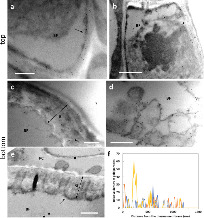 Distribution of the epitope recognized by the LM16 antibody directed against arabinans in the top (a–b) and bottom (c–e) internodes of nettle stem. a A developing bast fiber (BF) with evidence of LM16 signal in the inner half of the cell wall (arrow). Bar: 500 nm. b An additional image of a developing BF with the LM16 signal associated with the cell wall (arrow). Bar: 1000 nm. c A G-layer (double dashed arrow) of a bast fiber (BF) from a bottom internode intensely labeled by gold particles. The LM16 signal appears to be prevalent in the cytoplasm facing half of the cell wall. Bar 1000 nm. d Magnification of the cytoplasmic region of a bast fiber where a group of membranous structures is visibly labeled by the LM16 antibody. Bar: 1000 nm. e Another bast fiber (BF) with a thick G-layer (G, double dashed arrow) and a clear signal of LM16 in the half of the cell wall closest to the cytoplasm (arrow). Bar: 1000 nm. f Graph illustrating the distribution of LM16 signal in the secondary cell wall of bast fibers in relation to the distance from the plasma membrane
