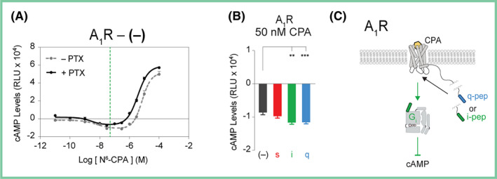 Characterization of cAMP modulation in adenosine receptor (A1R) by SPASM sensors. Forskolin‐stimulated cAMP dose‐response curves of (A), A1R agonist, N6‐Cyclopentyladenosine (CPA). cAMP levels shown in the absence (gray line) and presence (black line) of pertussis toxin (PTX) treatment. 50 nmol/L CPA inhibits forskolin‐stimulated cAMP, suggesting Gi bias (A, green dashed line). B, Inhibition of forskolin‐stimulated cAMP by tethered A1R peptide sensors after stimulation by 50 nmol/L CPA. C, Summary of Gα peptide influence on Gi signaling and cAMP inhibition. GPCR‐Gα C‐terminal peptide sensors are compared with the no‐pep (−) control. Results are expressed as mean ± SE. ***P < .001; **P < .01. N = 8 independent biological replicates