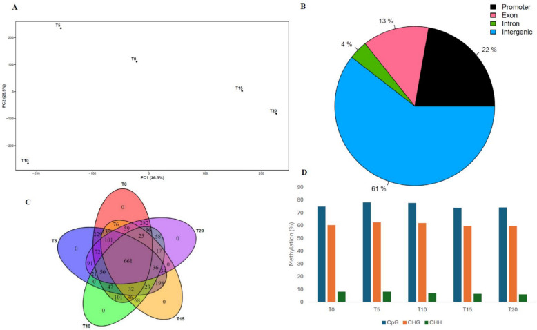 Differential methylation analysis of Critical Purple Kush (CPK) during micropropagation. A Principal component analysis of DNA methylation data across subculture cycles; B Distribution of differentially methylated positions (DMPs) across the different genomic regions; C Venn diagram illustrating comparison of differentially methylated CpGs between the five time points; D DNA methylation patterns throughout the subculture cycles