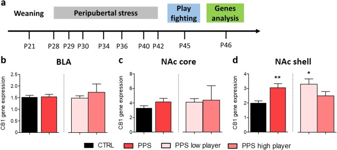 Analysis of CB1 gene expression following play fighting in the BLA (left), NAc core (middle) and NAc shell (right).In the basolateral amygdala (BLA), the expression levels of CB1 were not found to be different between groups (b). In the NAc core, the expression was also similar among groups (c). CB1 expression in the NAc shell was increased in PPS rats compared to CTRL animals, whereas PPS low players have increased CB1 expression compared to CTRL (d). N: CTRL = 10–12 and PPS = 9–11; PPS low player = 8, PPS high player = 3. *p < 0.05, **p < 0.01, vs CTRL. Results are expressed as mean ± SEM
