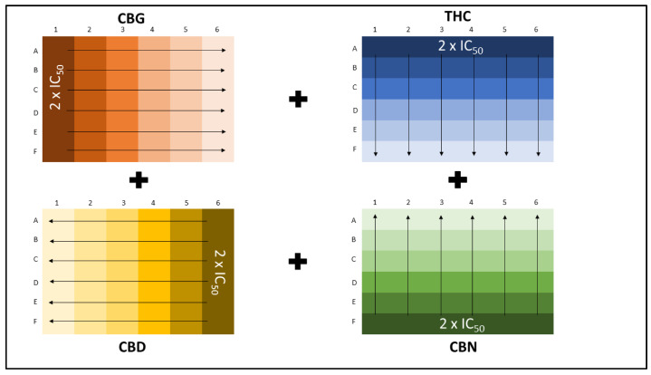 Illustration of the combination of four cannabinoids in a 96-well cell culture plate for the treatment of the breast cancer cell lines, MDA-MB-231 and MCF-7. Darkest color indicates the highest concentration, which was subsequently diluted in the direction illustrated.