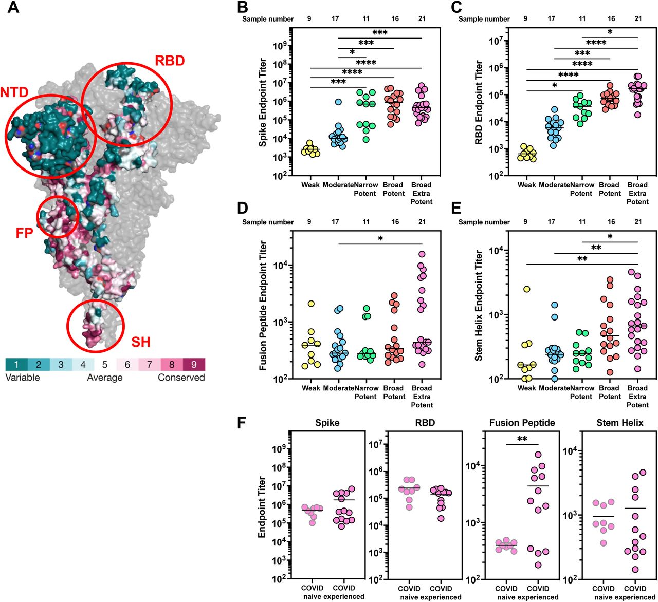 Broad-extra-potent sera have the highest levels of RBD, FP and SH antibodies.(A) Conservation of the amino acids within the spike protein generated using consurf54 from (PDB 6XR859 https://doi.org/10.2210/pdb6xr8/pdb). The sequences fed into the algorithm include 59 coronavirus spike sequences representing all four clades. RBD = Receptor Binding Domain, NTD = N-Terminal Domain, FP = Fusion Peptide, SH = Stem Helix.(B-E) Results from ELISA assessing the antibody endpoint titers of plasma from 21 broad-extra-potent, 16 broad-potent, 11 narrow-potent, 17 moderate and 9 weak donors. Antibody endpoint titers (average of n = 2 technical replicates) were assessed against an S2P Stabilized spike (B), Receptor Binding Domain (C), Fusion Peptide (D), or Stem Helix Peptide (E). Antibody endpoint titer represents the maximum interpolated dilution that can still bind the antigen. The endpoint titers were evaluated at a top dilution of 100-fold with seven additional 3-fold serial dilutions. The wells incubated with no plasma incubation were used as controls, and cut-off values (used for interpolation) were defined as 2.1X the OD450 of the controls. Representative data from two independent experiments is shown. Because data did not pass normality tests (Shapiro-Wilk p < 0.05), non-parametric analyses were used. Endpoint titer values were compared using the Kruskal-Wallis test followed by Dunn’s multiple comparisons test (* = P<0.0332, ** = P<0.0021, ***= P<0.0002, ****= P<0.0001).(F) Broad-extra-potent data from Figure 2B-D were further divided into two groups based on COVID history. Samples from COVID-naïve donors were outlined in gray, and those from COVID-experienced donors were outlined in black. Endpoint titers were compared between groups using an unpaired two-tailed t-test with Welch’s correction for unequal variances. ** = P<0.0021.