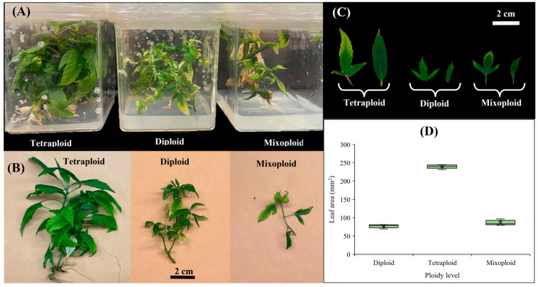 In vitro polyploidy induction in cannabis: (A) in vitro-grown plantlets with different ploidy levels, (B) plantlets with different ploidy levels after 6 weeks, (C) leaves of tetraploid, diploid, and mixoploid plantlets, and (D) leaf area (mm2) of tetraploid, diploid, and mixoploid plantlets.