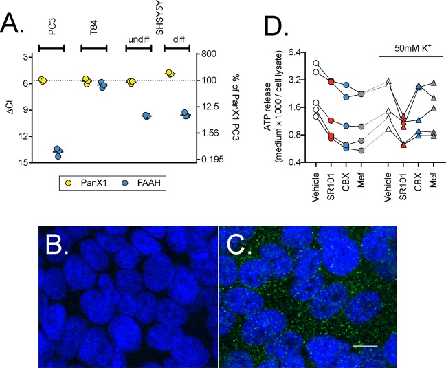 Expression of Panx1 in T84 cells. Panel A shows the expression at the mRNA level of Panx1 and FAAH from three separate experiments for T84, PC3, undifferentiated and differentiated SHSY5Y cells. Shown are scatterplots of the ∆Ct values, with the right axes showing the values as % of the Panx1 mRNA expression in PC3 cells as the positive control. Panels B and C show confocal images of Panx1 (green) and nuclear counterstaining with DAPI (blue) immunofluorescence (80-fold magnification; 40x objective with 2x zoom) in T84 cells in the absence (B) and presence (C) of the Panx1 primary antibody. Note that the brightness and contrast in the images shown in Panels B and C have been adjusted (automatic level adjustment in the Preview application for the Macintosh) to make the fluorescence signal easier to visualize. The white scale bar in C represents 10 µm. The original images are available in Supplementary Fig. S1. Panel D shows the release of ATP from T84 cells in the presence of SR101 (10 µM), CBX (30 µM) or Mef (30 µM) (N = 5). Data for each experiment are connected by the lines. A two-way randomised block ANOVA with Geisser-Greenhouse-adjusted degrees of freedom using the log10 ATP release (see methods for rationale) gave a significant interaction treatment x K+ (P = 0.0048) and so the data was reanalysed using a one-way randomised block ANOVA with Geisser-Greenhouse-adjusted degrees of freedom at each [K+]. At the normal [K+], the P value for treatment was <0.0001, and post-hoc Dunnett tests vs. vehicle control gave adjusted P values of 0.0051, 0.0010 and 0.0006 for SR101, CBX and Mef, respectively. At 50 mM [K+], the P value was 0.010, and the post-hoc Dunnett tests vs. vehicle control gave adjusted P values of 0.029, 0.15 and 0.31 for SR101, CBX and Mef, respectively. At both [K+], the P value for the matching was <0.0001, indicating that the individual control and treatment values are correlated.